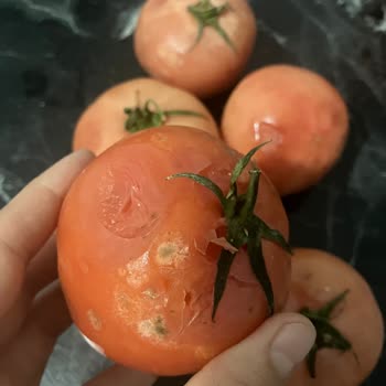 Online Siparişlerde Sürekli Çürük Ürün Sorunu