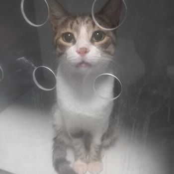 Rose Veteriner Kliniği'nden Şikayetçiyim