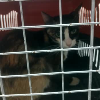 Rose Veteriner Kliniği'nden Şikayetçiyim