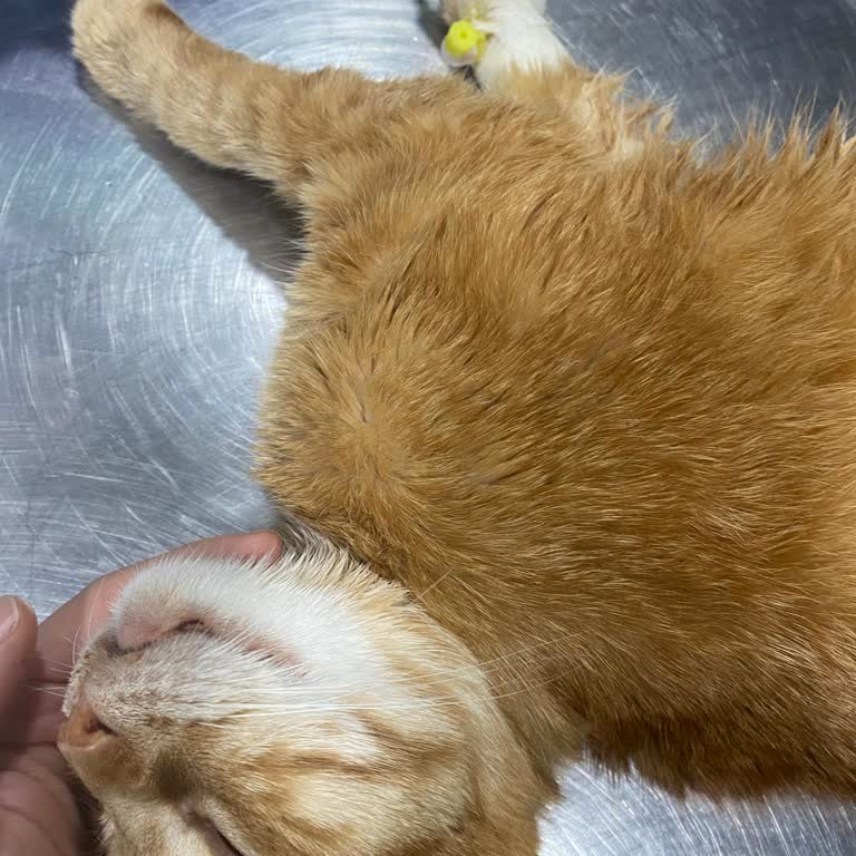 Fatih Hayvan Hastanesi Veteriner Kliniğinde Yanlış Tedavi Ve İlgisizlik