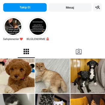 @canlarısahiplendirme2025 Kedi Köpek Sahiplendirme Sayfası Tarafından Yanıltıldım!