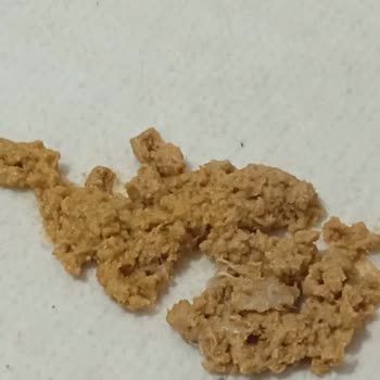 Nestle Purina Felix: Корм для кошек с проблемами качества