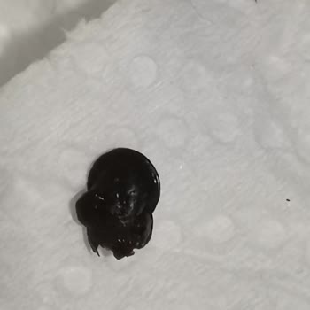 Torku Süt Skandalı: Böcek Şoku!