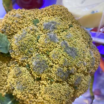 Beko Buzdolabı Hayal Kırıklığı: Yeni Alınan Ürün 4 Ayda Bozuldu!