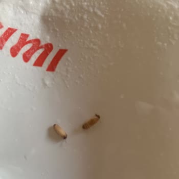 Dr. Oetker Trileçe Karışımında Şok Edici Hijyen Sorunu