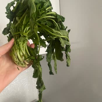 Solmuş Sebzelerle Misafirler Aç Kaldı