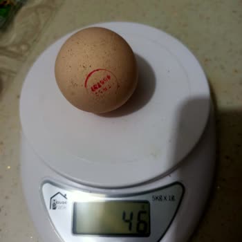 Fiskomar Yanıltıcı Yumurtalama Ağırlığı