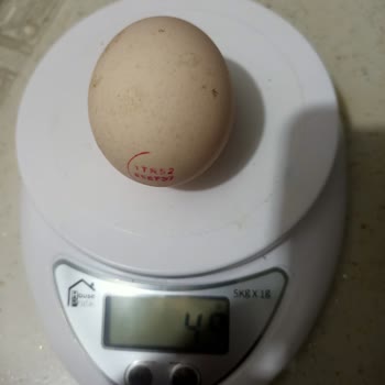 Fiskomar Yanıltıcı Yumurtalama Ağırlığı