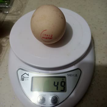 Fiskomar Yanıltıcı Yumurtalama Ağırlığı