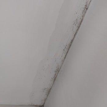 Moldrox Ürün Etkisiz Ve Kalıcı Sorunlar Yaratıyor