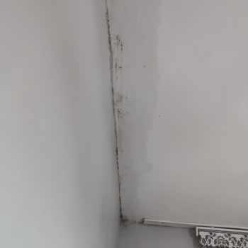 Moldrox Ürün Etkisiz Ve Kalıcı Sorunlar Yaratıyor