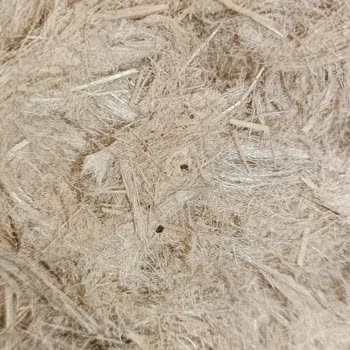 Ekstra Marketten Aldığım Pişmaniyede Böcek Şoku