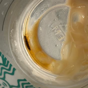 Ünlü Markadan Şok Edici Böcekli İçecek Deneyimi