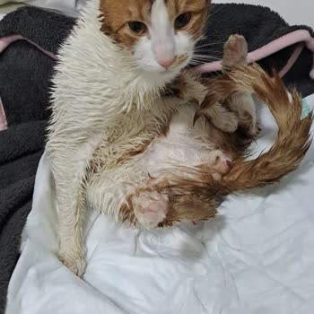 Veterinerde Kedi Kısırlaştırma Skandalı