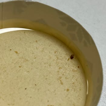 Zühre Ana Detoks Sirkesi İçinde Böcek Şoku: Güvenimiz Sarsıldı