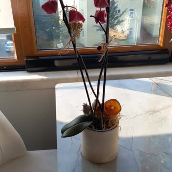 Çürük Orkide Şoku: Taze Çiçek'ten Hayal Kırıklığı