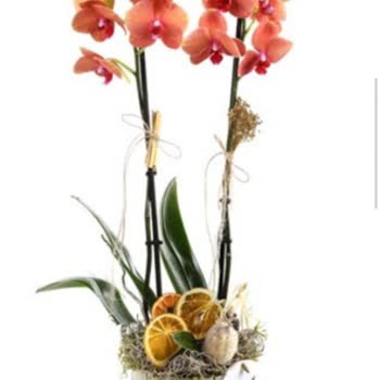 Çürük Orkide Şoku: Taze Çiçek'ten Hayal Kırıklığı