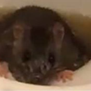 Evdeki Hijyen Felaketi: Lağım Faresi Tehdidi