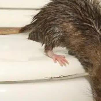 Evdeki Hijyen Felaketi: Lağım Faresi Tehdidi