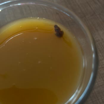 Meyve Suyunda Hamam Böceği Şoku