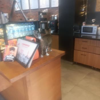 Kütahya Şubesinde Hijyen Sorunu: Sokak Kedisi Rahatsızlığı