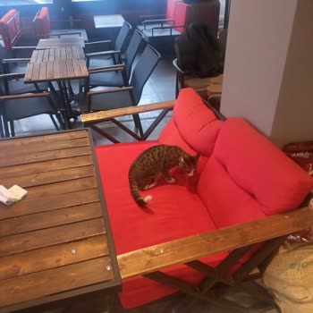 Kütahya Şubesinde Hijyen Sorunu: Sokak Kedisi Rahatsızlığı