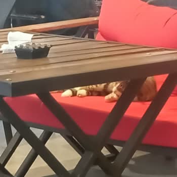 Kütahya Şubesinde Hijyen Sorunu: Sokak Kedisi Rahatsızlığı