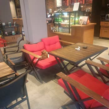 Kütahya Şubesinde Hijyen Sorunu: Sokak Kedisi Rahatsızlığı