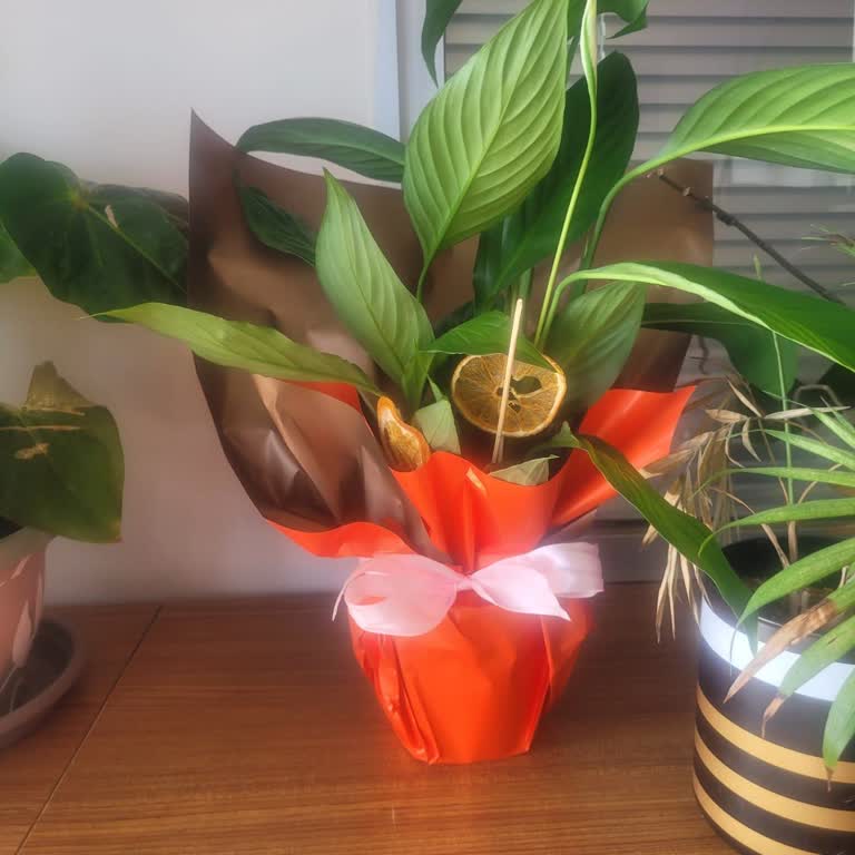 Yanlış Çiçek, Eksik İade: Hayal Kırıklığı