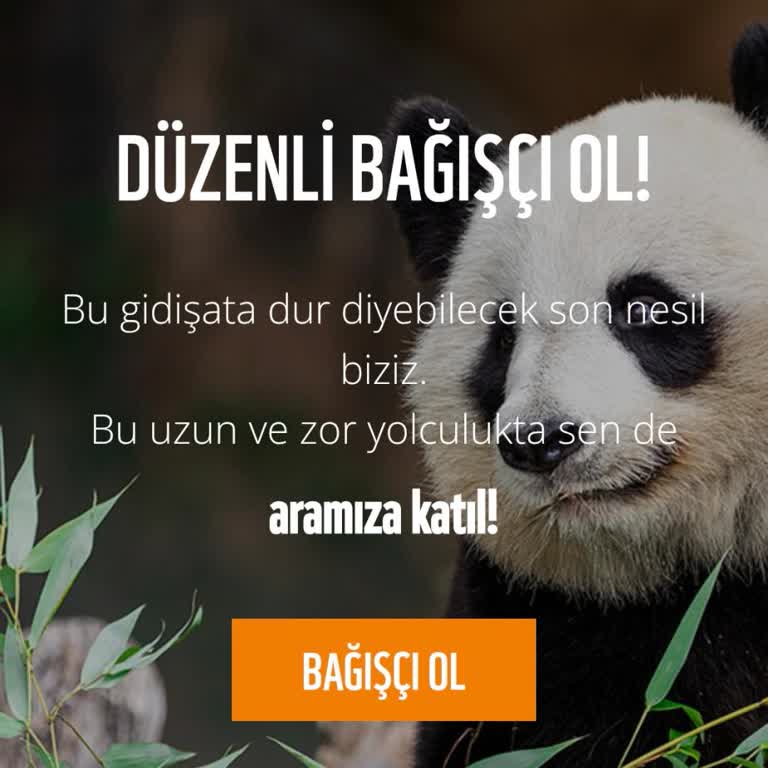 Wwf Üyeliği: İletişim Sorunları Ve Güven Eksikliği