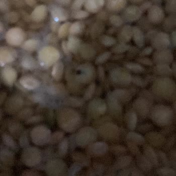 Migros Yeşil Mercimek Skandalı: Böceklerle Dolu!