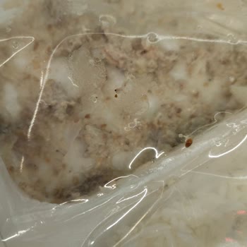 Ballı Hardallı Tavukta Kıkırdak Şoku