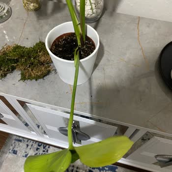 Çiçek Sepeti'nden Gelen Çürük Çiçek Ve Hayal Kırıklığı