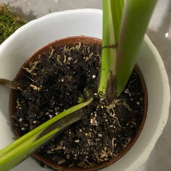 Çiçek Sepeti'nden Gelen Çürük Çiçek Ve Hayal Kırıklığı