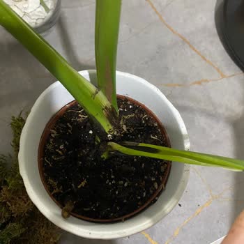 Çiçek Sepeti'nden Gelen Çürük Çiçek Ve Hayal Kırıklığı