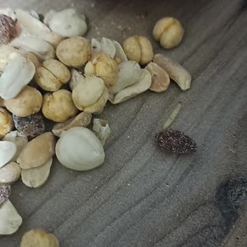 Kurtlanmış Kuruyemiş: Peyman Markasına Güven Sarsıldı