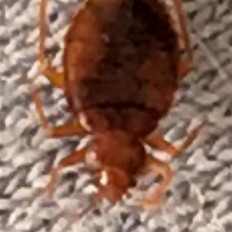 Tahta Kuruları İle Gelen Büyük Hayal Kırıklığı