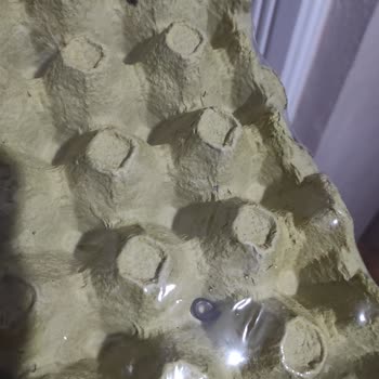 Ambalajlı Yumurtada Böcek Şoku: Hijyen Sorunu