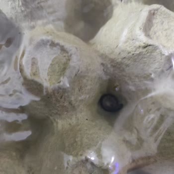 Ambalajlı Yumurtada Böcek Şoku: Hijyen Sorunu