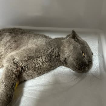 Veteriner İhmali Yüzünden Kedimi Kaybettim