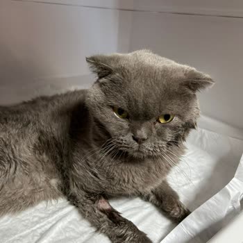 Veteriner İhmali Yüzünden Kedimi Kaybettim