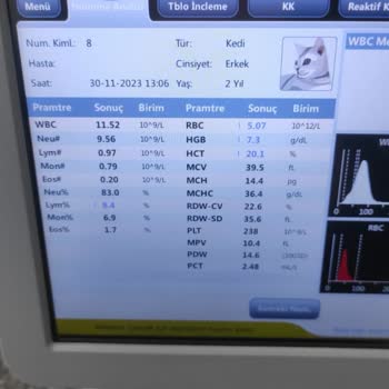 Veteriner İhmali Yüzünden Kedimi Kaybettim