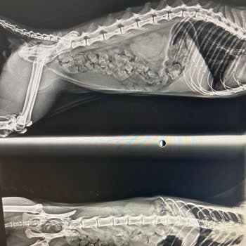 Veteriner İhmali Yüzünden Kedimi Kaybettim