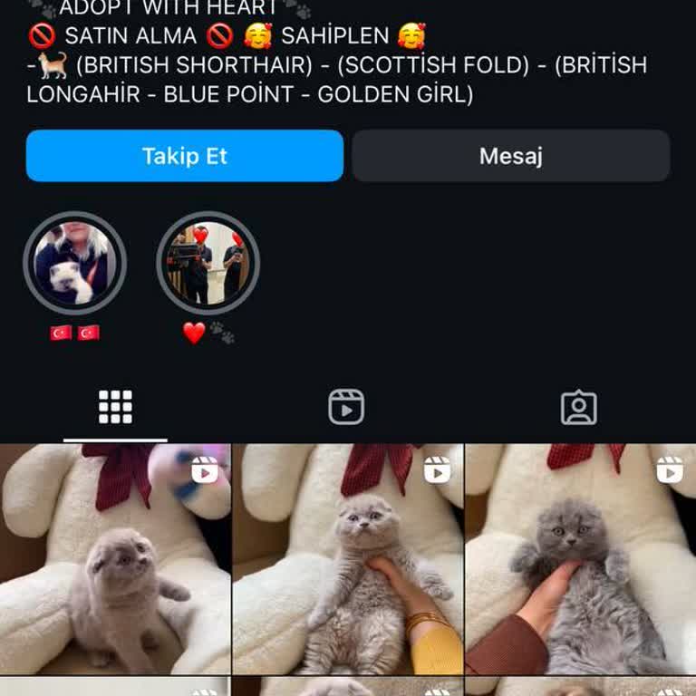 @Tugbaninyavrulari Kedi Sahiplenme Sürecinde Yaşanan Sorunlar