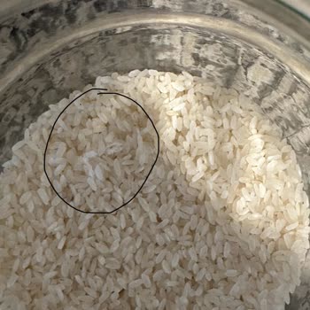 Yayla Pirinçte Kurt Ve Ağ Sorunu