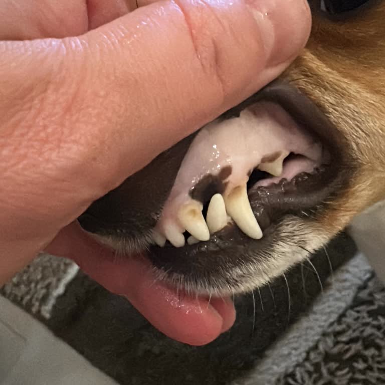 Baba Kız Veteriner Kliniği'nde Yanlış Tedavi Sonucu İç Kanama!