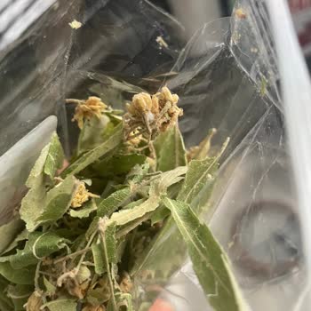 Ihlamur Paketinden Çıkan Uzun Beyaz Saç Şoku