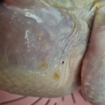 Bozuk Tavuk Teslimatı: Migros'tan Beklenmedik Deneyim