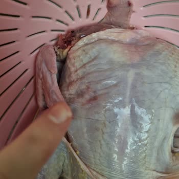 Bozuk Tavuk Teslimatı: Migros'tan Beklenmedik Deneyim