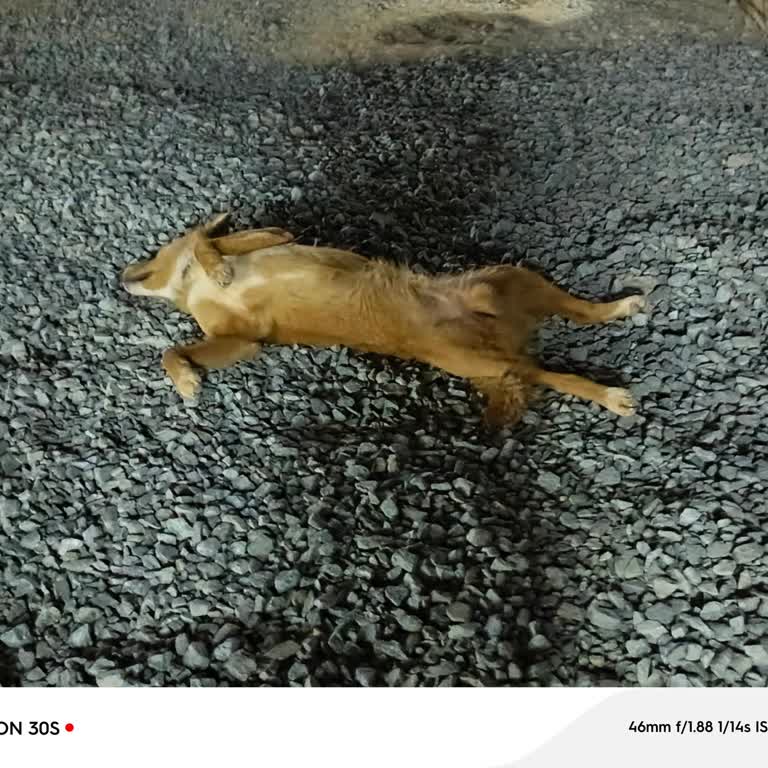 Fotoğraf Altı Bilgileri Kapatma Sorunu